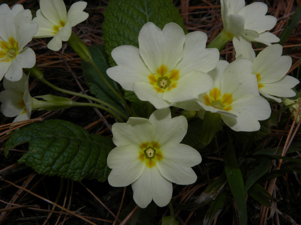 Gi fiorita! - Primula vulgaris